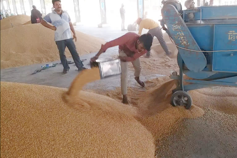 Wheat procured Haryana