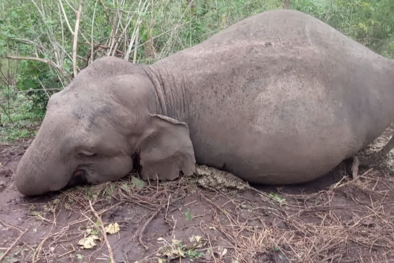 Lightning kills 20 elephants in Assam's forest