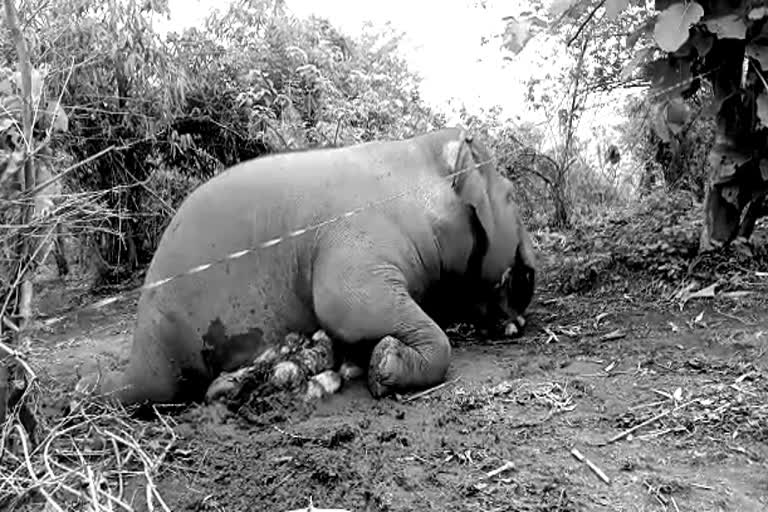 forest-minister-talks-about-elephants-death