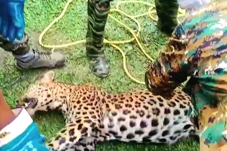 leopard, that fall down well, died