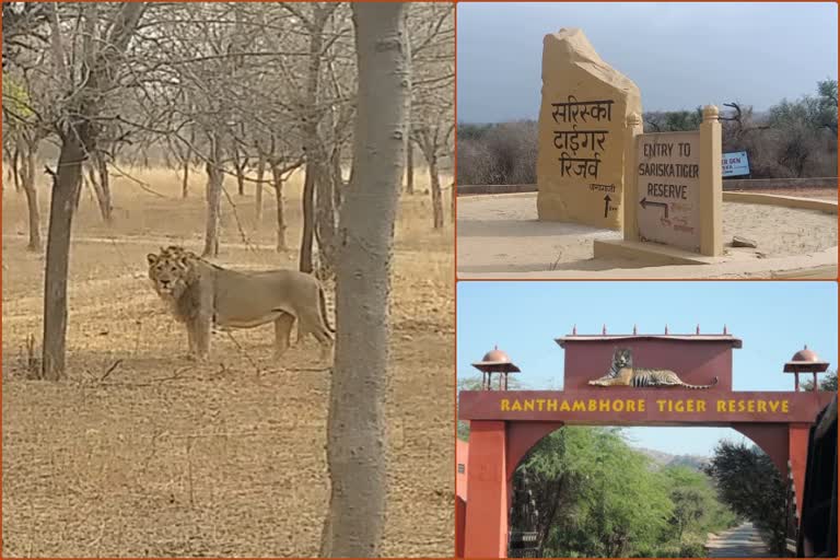 Alert in Sariska tiger reserve, अलवर सरिस्का में अलर्ट