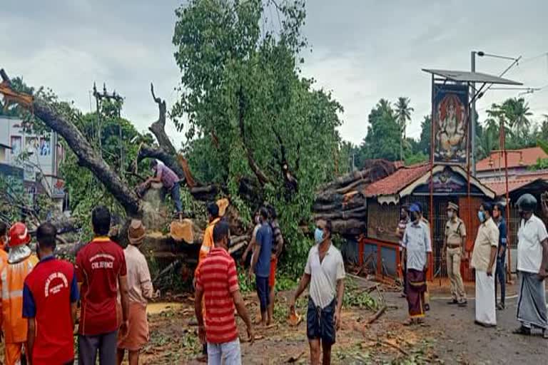 Banyan tree fell near Varkala  Banyan tree fell  ആൽമരം കടപുഴകി വീണു  വർഷങ്ങൾ പഴക്കമുള്ള ആൽമരം  വർക്കല പുന്നമൂട് റെയിൽവേ ഗേറ്റ്  വർക്കല  Varkala