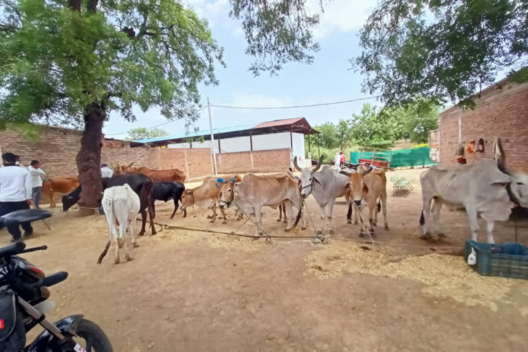 बैलांना कत्तलीसाठी घेऊन जाणाऱ्याला आटक