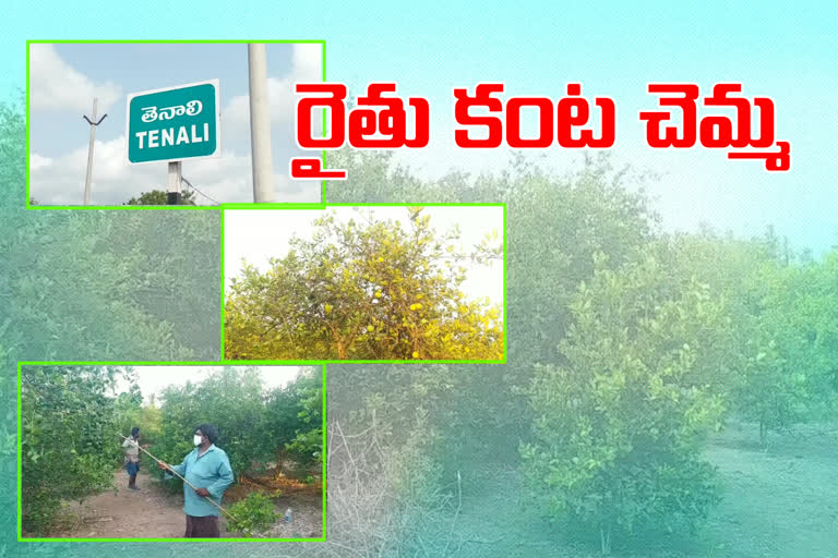 lemon farmers problems with corona in tenali