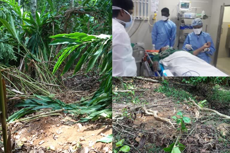 Wild elephant attack  Wayanad  One person was injured  കാട്ടാനയാക്രമണം  ഒരാൾക്ക്‌ പരിക്ക്‌  ഒറ്റയാൻ ആക്രമണം