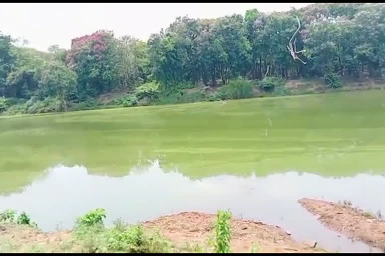 ಹಸಿರು ಬಣ್ಣಕ್ಕೆ ತಿರುಗಿದ ಗಂಗಾವಳಿ ನದಿ