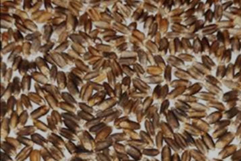 gainst-selling-fake-seeds