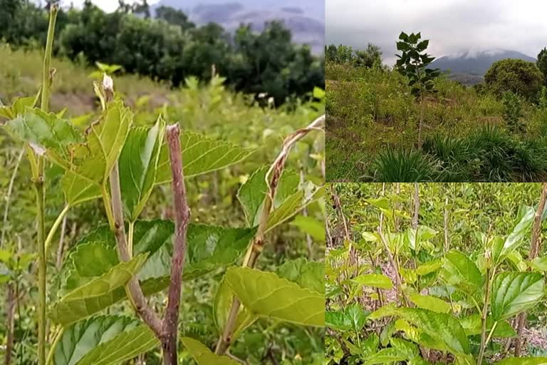 വിളകൾ നശിപ്പിച്ച്‌ കാട്ടുപോത്ത്‌  Wild Gaur destroying crops in Marayoor  Wild Gaur attack  Allegation that the authorities are not taking action  മറയൂരിൽ വ്യാപക കൃഷിനാശം  കാട്ടുപോത്ത്‌ ആക്രമണം