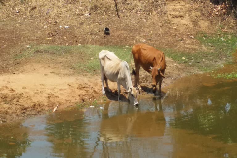 ପ୍ରାଣୀଧନ ଚିକିତ୍ସକଙ୍କ ଆନ୍ଦୋଳନ ସ୍ଥଗିତ, ସେବା ପାଇବେ ପଶୁପକ୍ଷୀ