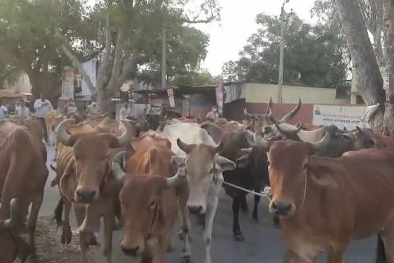 गो तस्करी करते तस्कर गिरफ्तार, Smugglers arrested for smuggling cow