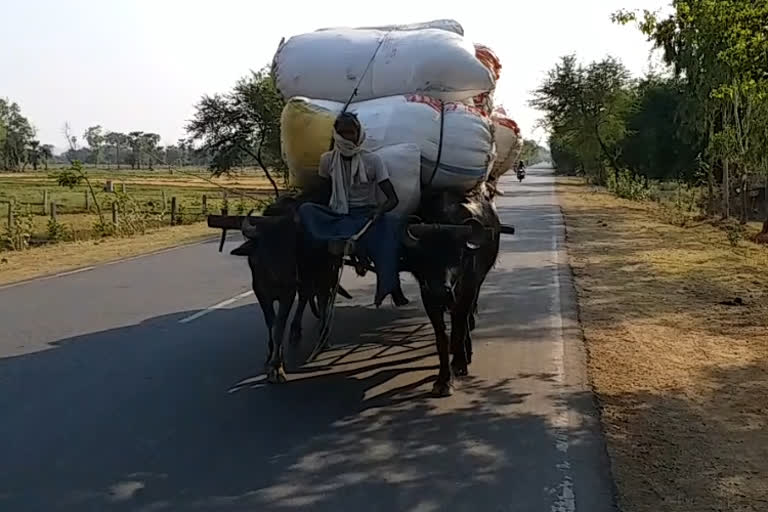 bull cart linked to employment amid lockdown in gaya