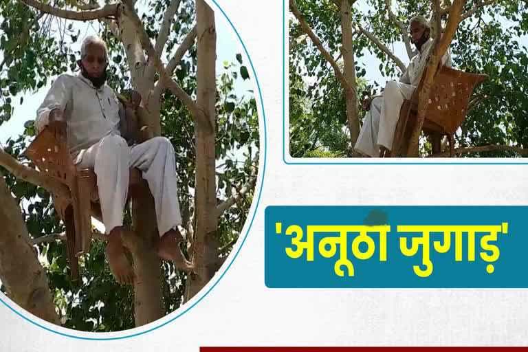 Peepal tree in Indore, Rajasthan news