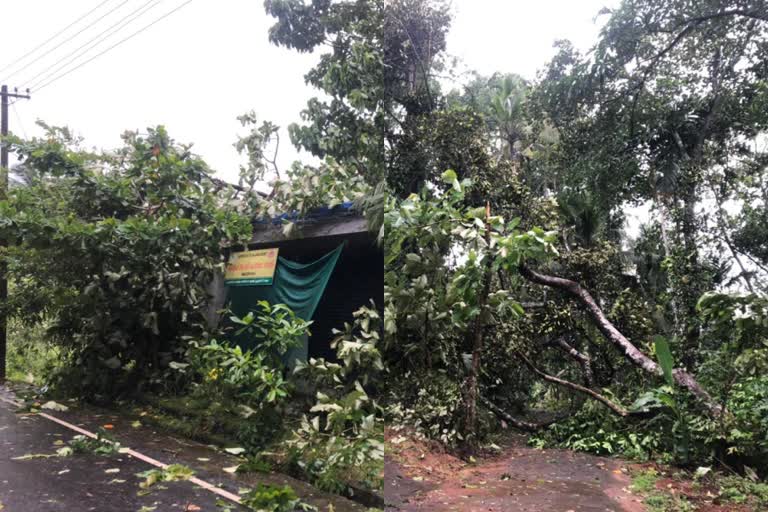 Hurricane; Massive damage in Pala  Hurricane  ചുഴലിക്കാറ്റ്; പാലായിൽ വൻ നാശനഷ്ടം  ചുഴലിക്കാറ്റ്  നാശനഷ്ടം