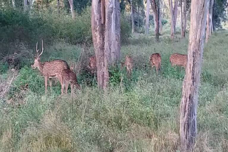 corona alert in bandipura