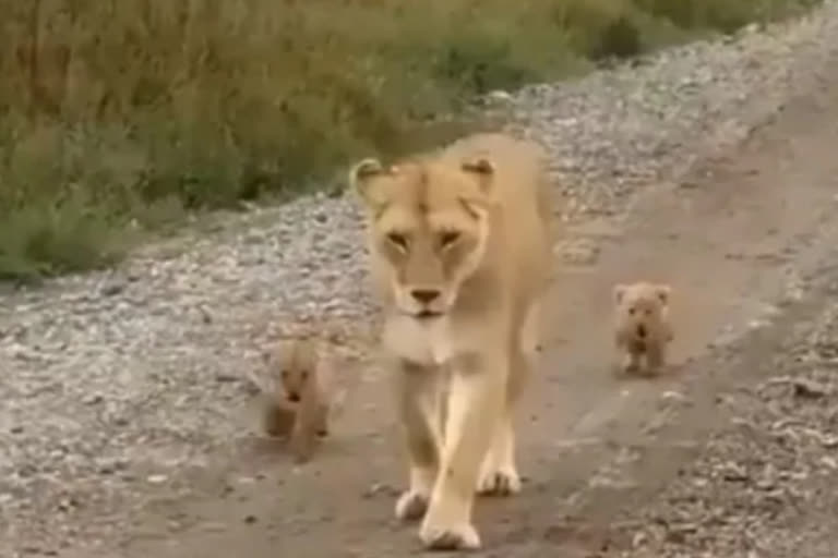 lion cubs