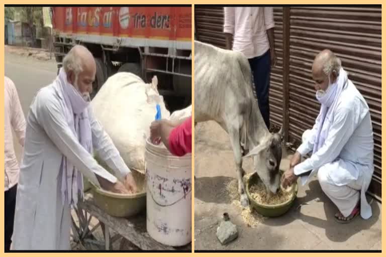 man is feeding animals in raisen