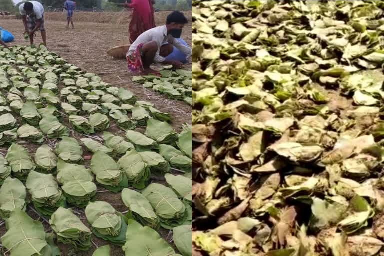 unseasonal rains in Chhattisgarh