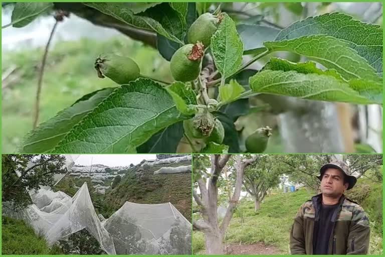 Apple production in Himachal