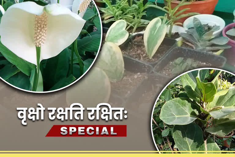 hobby of gardening increasing among people in varanasi