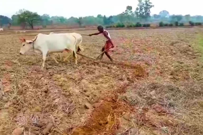 Farmers upset due to non availability of fertilizers in societies duo to lockdown in Jashpur