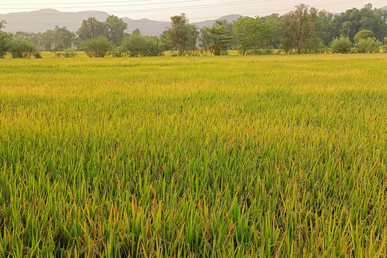 भात कापणीला पावसाचे विघ्न