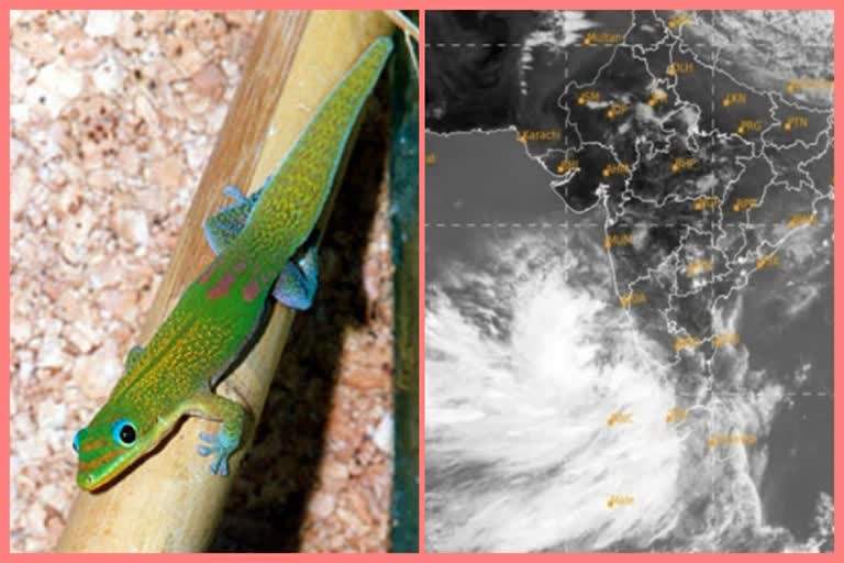 Cyclone Tauktae gets its name from a gecko