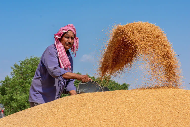 Punjab wheat procurement hits new high