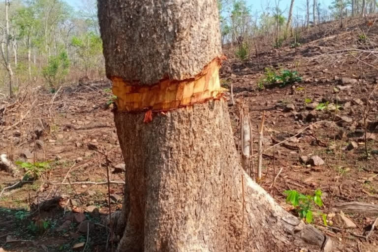 smugglers-are-cutting-trees-in-forest-of-salhewara-region-of-rajnandgaon