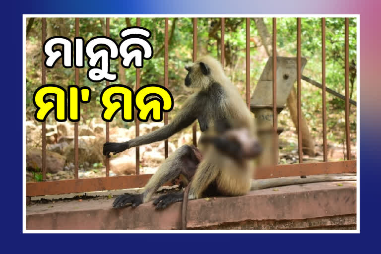 Mother's affection;  mother monkey hugged injured baby monnkey