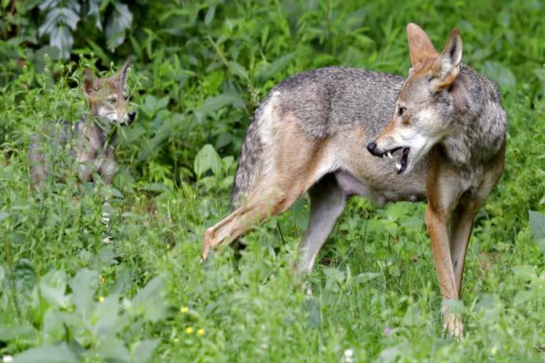 fox bite Kozhikode nadapuram  Two people were bitten by a fox in Thuneri  കുറുക്കൻ  ആശുപത്രി  Hospital  fox