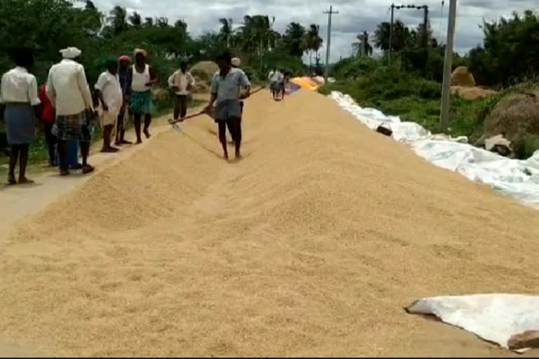 ಭತ್ತದ ಬೆಳೆ ಬಂದರು ಮಾರಟ ಮಾಡಲಾಗದೆ ಅನ್ನದಾತ ಕಂಗಾಲು