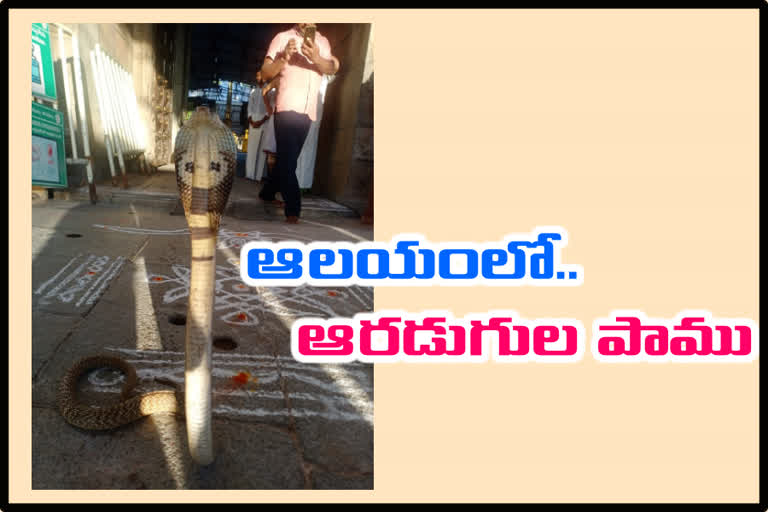 snake at balaji temple