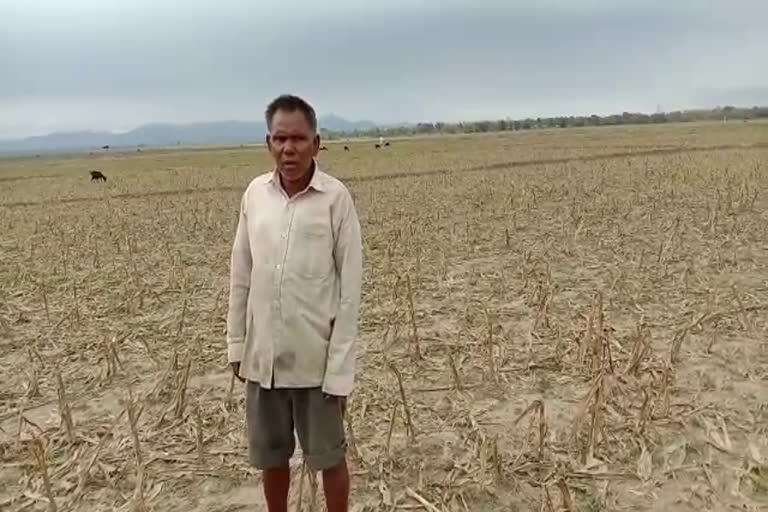 বৰষুণৰ অভাৱত বিহালীত বিঘাই বিঘাই কৃষি ভুমি নষ্ট