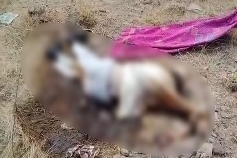 वृद्ध की लाश, Old man dead body