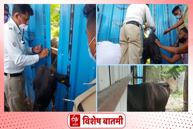 cow was rescued by the police in, kolhapur