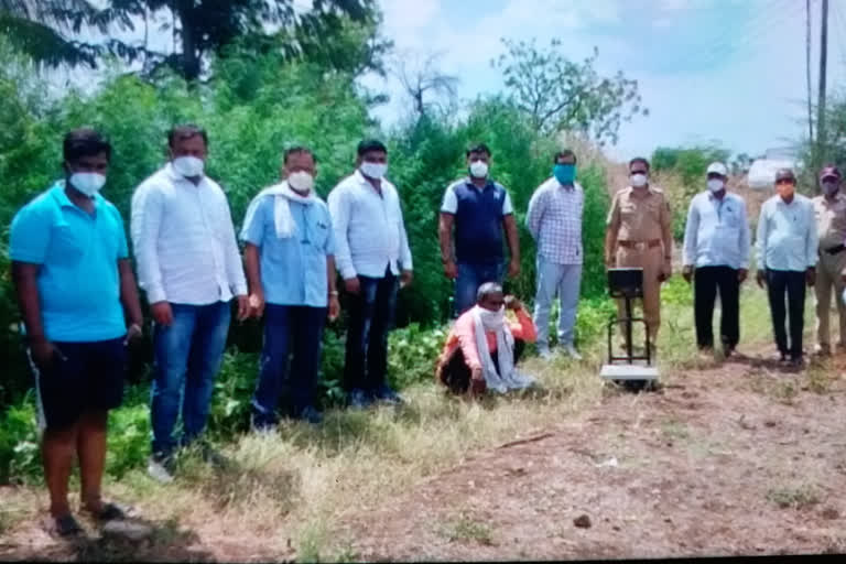 गांजाच्या शेतावर पोलिसांचा छापा