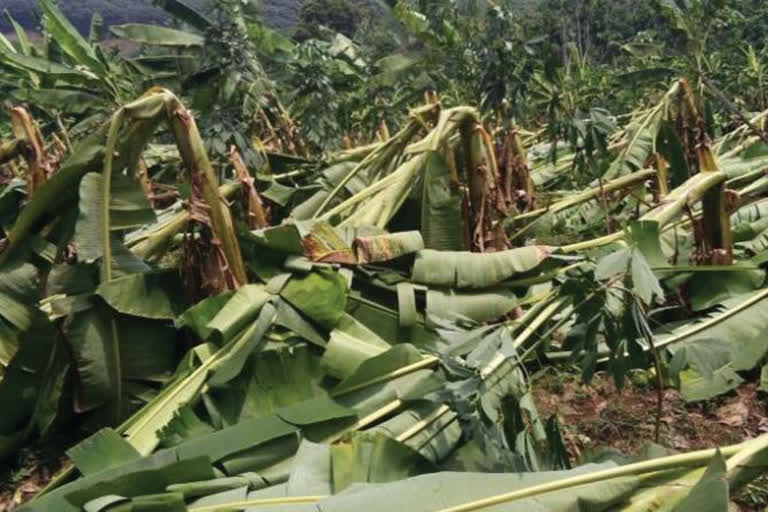 heavy rain 6.06 crore crop damage in Malappuram district  മലപ്പുറം ജില്ലയിൽ 6.06 കോടിയുടെ കൃഷിനാശം  മലപ്പുറം ജില്ല നാശനഷ്ടം വാര്‍ത്തകള്‍  മലപ്പുറം മഴ വാര്‍ത്തകള്‍  കടല്‍ക്ഷോഭം മലപ്പുറം  Malappuram district rain related news  Malappuram news