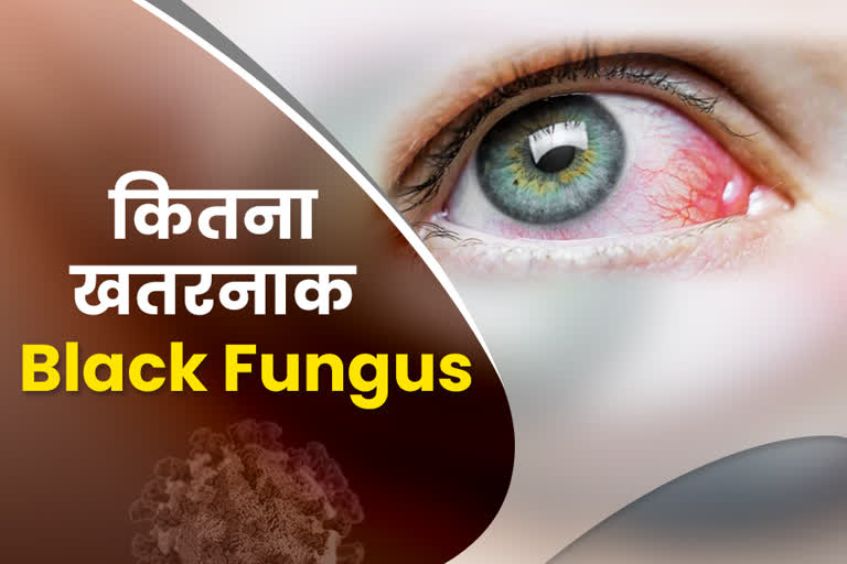 ब्लैक फंगस, black fungus