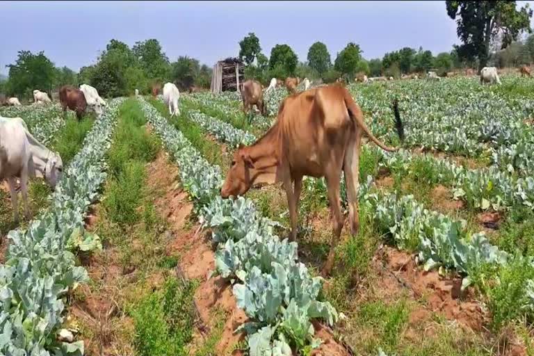 vegetable-farmers-upset-duo-to-lockdown-in-dhamtari