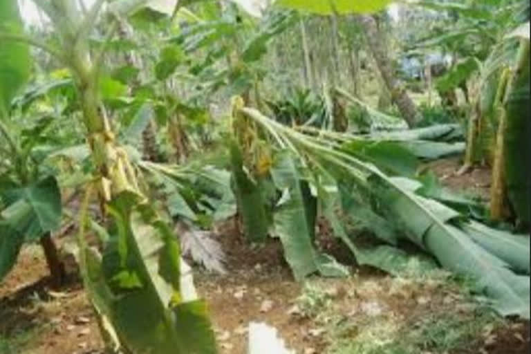 Extensive damage to crops in Kottayam  damage to crops in Kottayam due to heavy rain  damage to crops in Kottayam  heavy rain  rain  കോട്ടയത്ത് കൃഷിനാശം  കോട്ടയം  കൃഷിനാശം  മഴ  മഴക്കെടുതിയിൽ കൃഷിനാശം  കൃഷി ഓഫീസര്‍  ആന്‍റണി ജോർജ്  Agriculture Officer  antony george  kottayam  rain updates  weather  കkottayam news