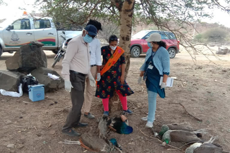 अकोल्यात पक्षी मृतावस्थेत आढळले ,  अकोला मृत पक्षी ,  अकोला बर्ड फ्लू ,  birds dead ,  birds found dead ,  akola latest news