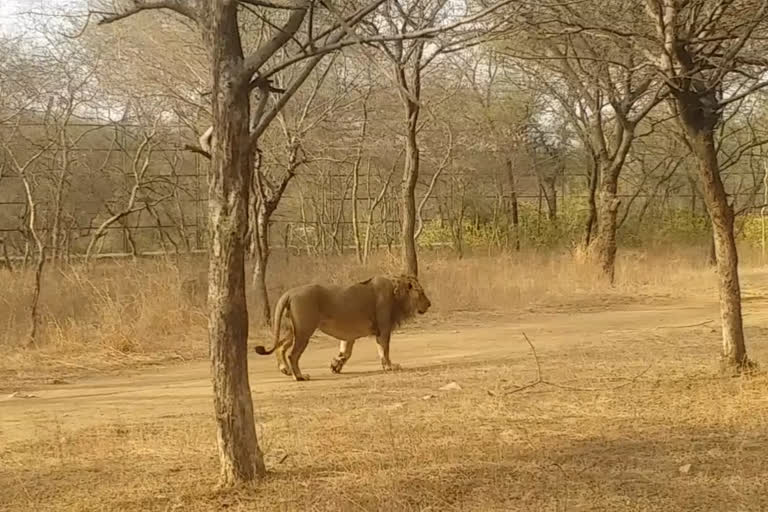 Nahargarh lion Tripur is seeing fit,नाहरगढ़ शेर त्रिपुर की दूसरी कोरोना रिपोर्ट का इंतजार