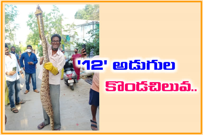 big python in tirupati