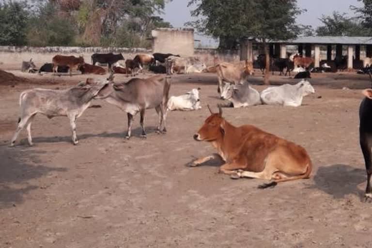 death-of-20-cows-in-choupal-cowshed