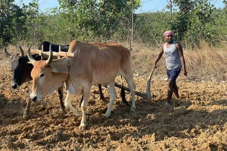 mla sanjeev sardar is farming in village