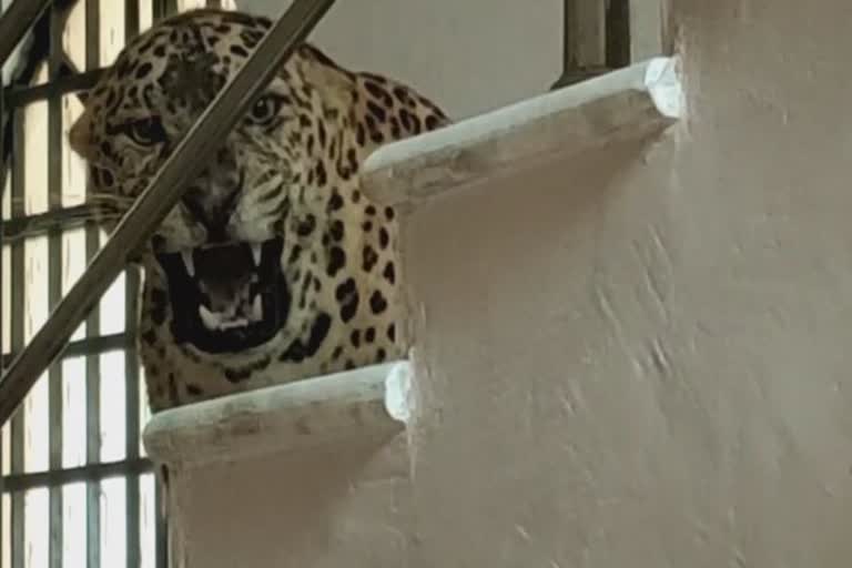 leopard entered a flat in Siliguri to hunt dogs