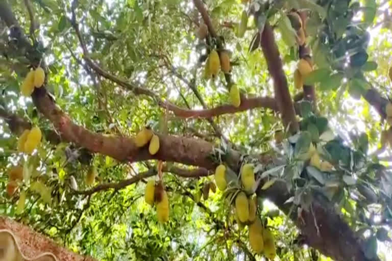 Jackfruit traders lose in Jashpur