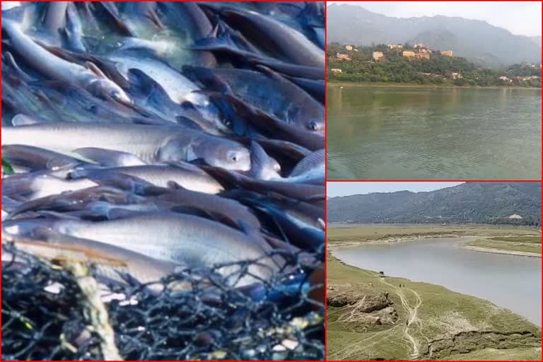 Gobind Sagar Lake of Bilaspur, बिलासपुर की गोबिंद सागर झील