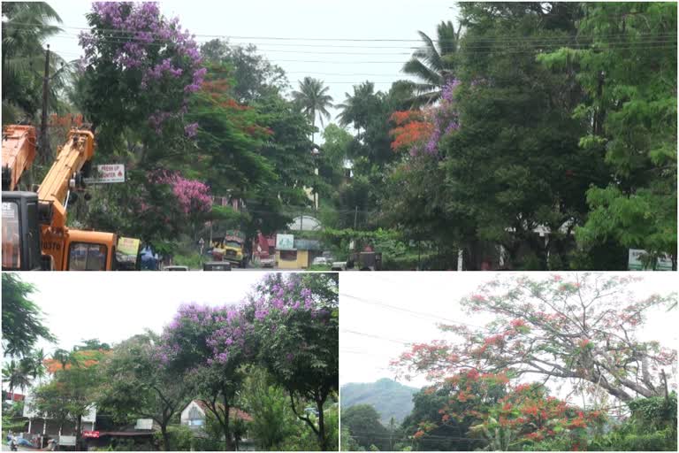 Covid period  Covid  Roadside flowers  കൊവിഡ്  പാതയോരത്തെ പൂമരങ്ങൾ  അടിമാലി  Adimali  മൂന്നാർ  ശലഭങ്ങൾ