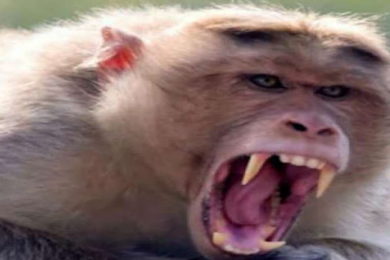 terror of monkeys in arnota locality